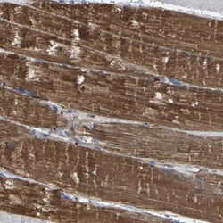 PDCL Antibody, Novus Biologicals 0.1mL; Unlabeled:Antibodies, Polyclonal
