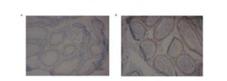 PDE10A Antibody, Novus Biologicals:Antibodies:Primary Antibodies