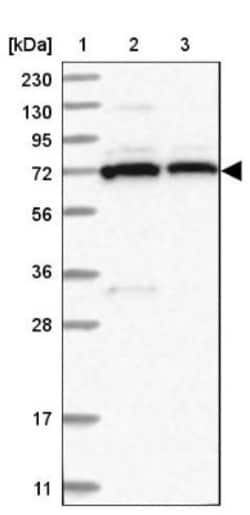 PDE11A Antibody, Novus Biologicals 0.1mL; Unlabeled:Antibodies, Polyclonal