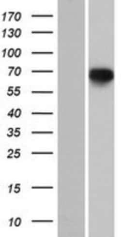 Novus Biologicals&trade;&nbsp;PDE12 Overexpression Lysate