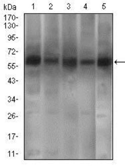 PDE1B Antibody (10B10B12) - BSA Free, Novus Biologicals 0.1mL; Unlabeled:Antibodies,