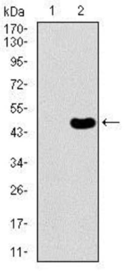 PDE1B Antibody (5C4A3) - BSA Free, Novus Biologicals:Antibodies:Primary