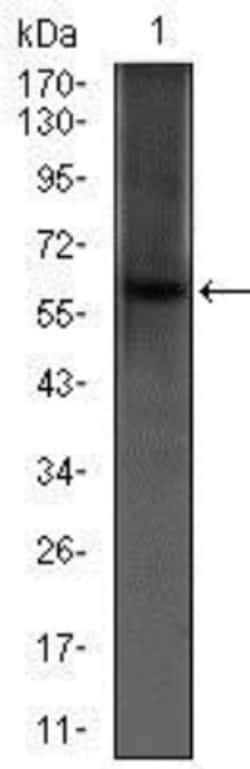 PDE1B Antibody (5C4A3) - BSA Free, Novus Biologicals:Antibodies:Primary