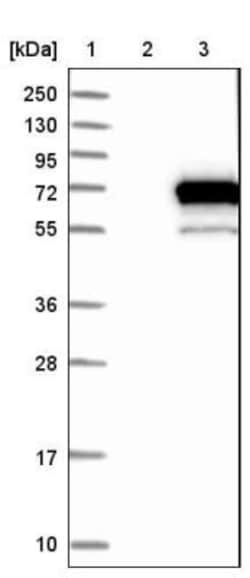 PDE1B Antibody, Novus Biologicals 0.1mL; Unlabeled:Antibodies, Polyclonal