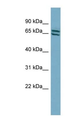 PDE1C Antibody, Novus Biologicals:Antibodies:Primary Antibodies