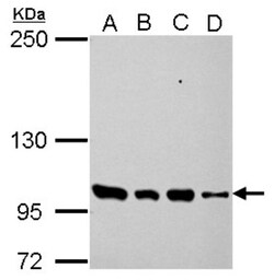 PDE3A Antibody, Novus Biologicals 0.1 mL | Buy Online | Novus Biologicals | Fisher Scientific