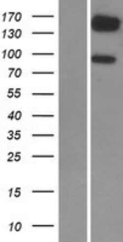 Novus Biologicals&trade;&nbsp;PDE3B Overexpression Lysate