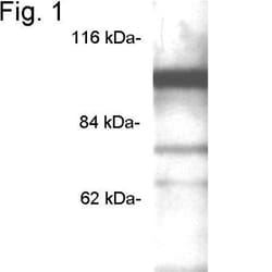 PDE6A Antibody, Novus Biologicals 0.1mL; Unlabeled:Antibodies, Polyclonal
