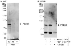 PDE8B Antibody, Novus Biologicals 0.1mg; Unlabeled:Antibodies, Polyclonal