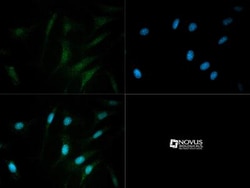 PDE9A Antibody - BSA Free, Novus Biologicals 0.05mL; Unlabeled:Antibodies,