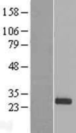 Novus Biologicals&trade;&nbsp;PDF Overexpression Lysate