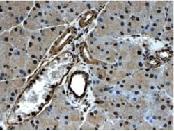 PDGFR alpha Antibody (RM0004-3G28) - Azide and BSA Free, Novus Biologicals