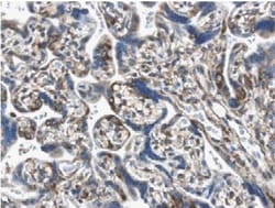 PDGFA Antibody (MM0013-6D35) - Azide and BSA Free, Novus Biologicals:Antibodies:Primary