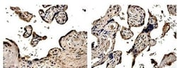PDGF-B Antibody (MM0014-5F66) - Azide and BSA Free, Novus Biologicals:Antibodies:Primary