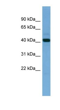 PDHA2 Antibody, Novus Biologicals:Antibodies:Primary Antibodies