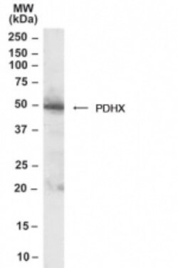 PDHX Antibody, Novus Biologicals 0.1mg; Unlabeled:Antibodies, Polyclonal