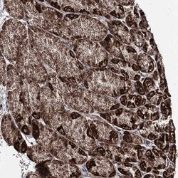 PDHX Antibody, Novus Biologicals 25 &mu;L; Unlabeled:Antibodies, Polyclonal