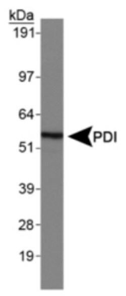 PDIA2 Antibody, Novus Biologicals 0.025mL; Unlabeled:Antibodies, Polyclonal