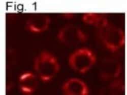 Protein Disulfide Isomerase/P4HB Antibody (RL77), Novus Biologicals 0.1mL;