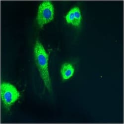 Protein Disulfide Isomerase/P4HB Antibody (RL77), Novus Biologicals 0.1mL;