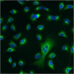 Protein Disulfide Isomerase/P4HB Antibody (RL77), Novus Biologicals 0.1mL;
