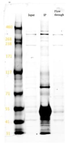 PDIA2 Antibody, Novus Biologicals 0.025mL; Unlabeled:Antibodies, Polyclonal