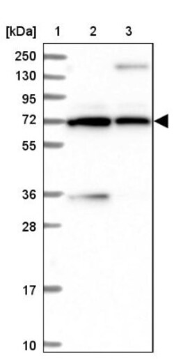 PDILT Antibody, Novus Biologicals 0.1mL; Unlabeled:Antibodies, Polyclonal