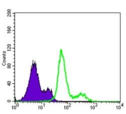 Pyruvate Dehydrogenase Kinase 1/PDK1 Antibody (4A11), Novus Biologicals