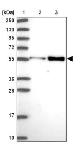 PDK3 Antibody, Novus Biologicals:Antibodies:Primary Antibodies