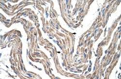 PDK4 Antibody, Novus Biologicals 0.05mg; Unlabeled:Antibodies, Polyclonal