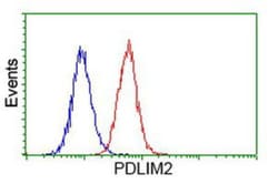 PDLIM2 Antibody (OTI11A12), Novus Biologicals 0.1mL; Unlabeled:Antibodies,