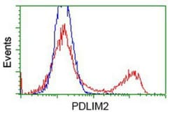 PDLIM2 Antibody (OTI11A12), Novus Biologicals 0.1mL; Unlabeled:Antibodies,