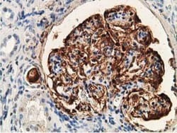 PDLIM2 Antibody (OTI11A12), Novus Biologicals 0.1mL; Unlabeled:Antibodies,