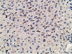PDLIM2 Antibody (OTI11A12), Novus Biologicals 0.1mL; Unlabeled:Antibodies,
