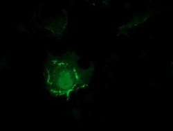 PDLIM2 Antibody (OTI11A12), Novus Biologicals 0.1mL; Unlabeled:Antibodies,