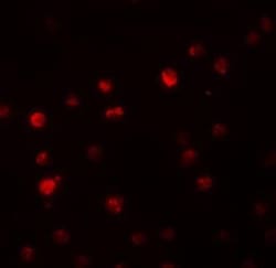PDP1/PPAPDC2 Antibody - BSA Free, Novus Biologicals 0.1mg; Unlabeled:Antibodies,