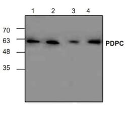 PDP2 Rabbit anti-Human, Mouse, Rat, Polyclonal, Novus Biologicals 0.05 mg | Buy Online | Novus Biologicals | Fisher Scientific