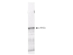 PDK-1 Antibody, Novus Biologicals 100ug:Antibodies, Polyclonal
