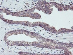 PDRG1 Antibody (OTI4F12), Novus Biologicals 0.1mL; Unlabeled:Antibodies,