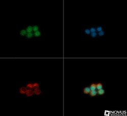 PDX-1/IPF1 Antibody - BSA Free, Novus Biologicals:Antibodies:Primary Antibodies