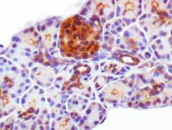 PDX-1/IPF1 Antibody - BSA Free, Novus Biologicals:Antibodies:Primary Antibodies