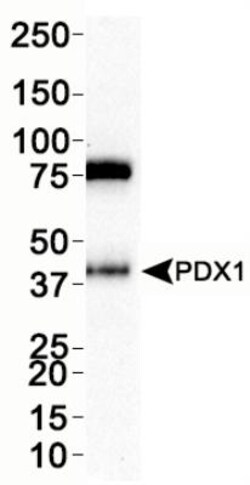 PDX-1/IPF1 Antibody - BSA Free, Novus Biologicals:Antibodies:Primary Antibodies