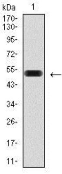 PDX-1/IPF1 Antibody (2G12) - BSA Free, Novus Biologicals 0.025 mL, Unlabeled:Antikörper