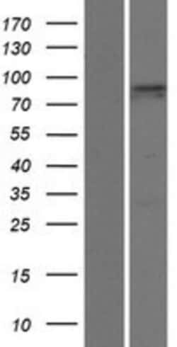Novus Biologicals&trade;&nbsp;PDZD4 Overexpression Lysate
