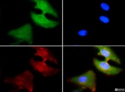 PDZK1 Antibody, Novus Biologicals 0.025mL; Unlabeled:Antibodies, Polyclonal