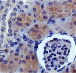 PDZK1 Antibody, Novus Biologicals 0.025mL; Unlabeled:Antibodies, Polyclonal