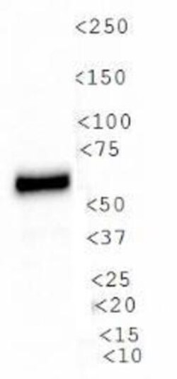 PDZK1 Antibody, Novus Biologicals 0.025mL; Unlabeled:Antibodies, Polyclonal