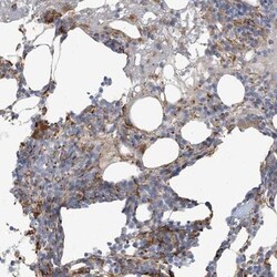 PEAR1 Antibody, Novus Biologicals 0.1 mL | Buy Online | Novus Biologicals | Fisher Scientific