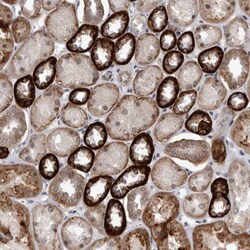 PEBP4 Antibody, Novus Biologicals 25 &mu;L; Unlabeled:Antibodies, Polyclonal