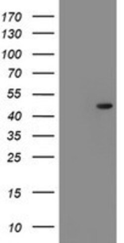 Serpin F1/PEDF Antibody (OTI1F7), Novus Biologicals 0.1mL; Unlabeled:Antibodies,